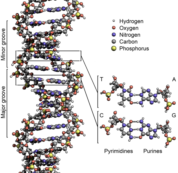 File:DNA structure.png