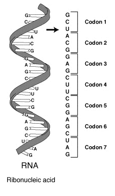 File:RNA-codon.png
