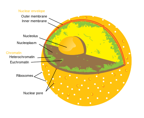 File:Diagram human cell nucleus.svg