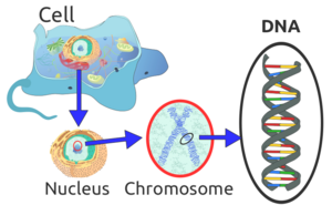 Eukaryote DNA.png